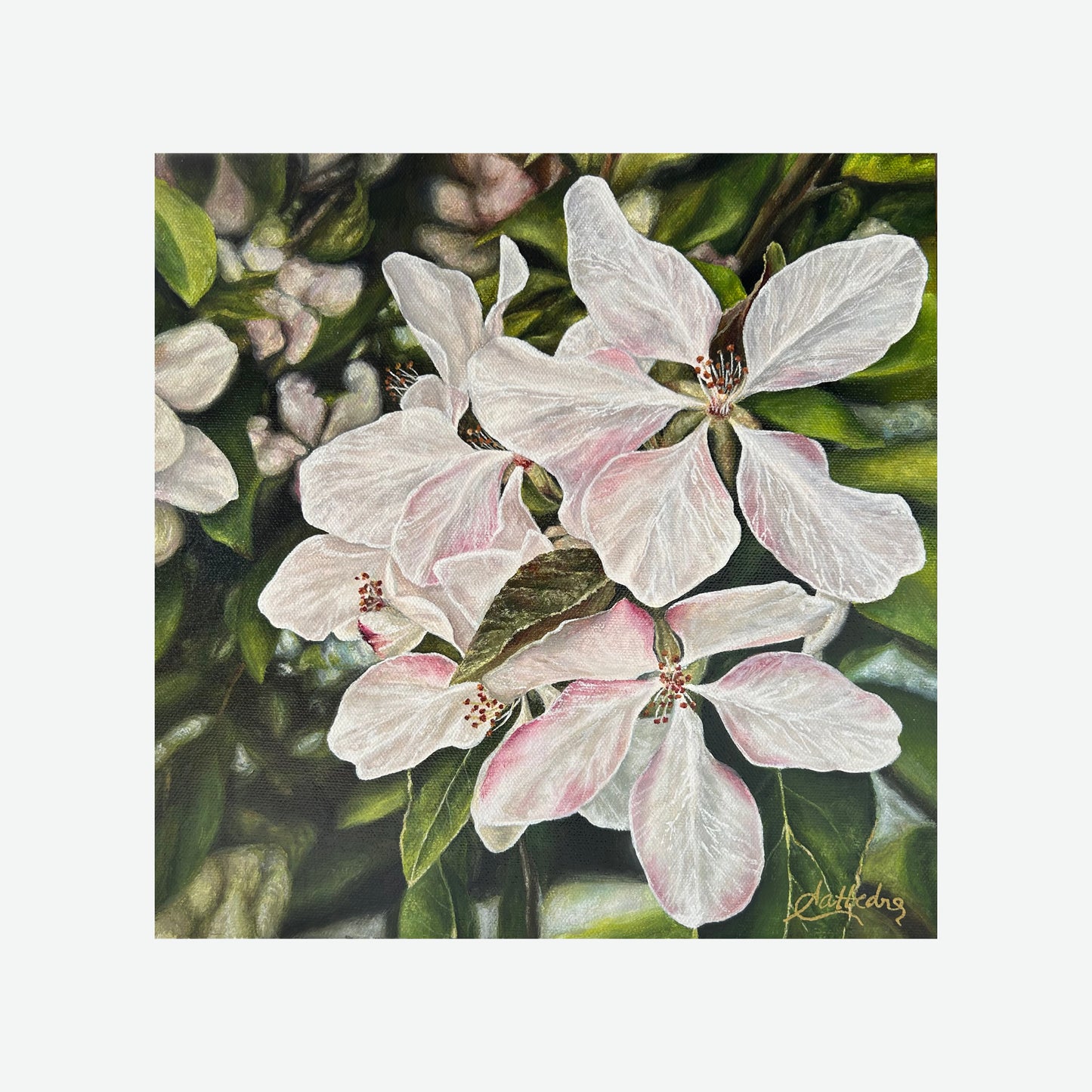 Apple Blossoms