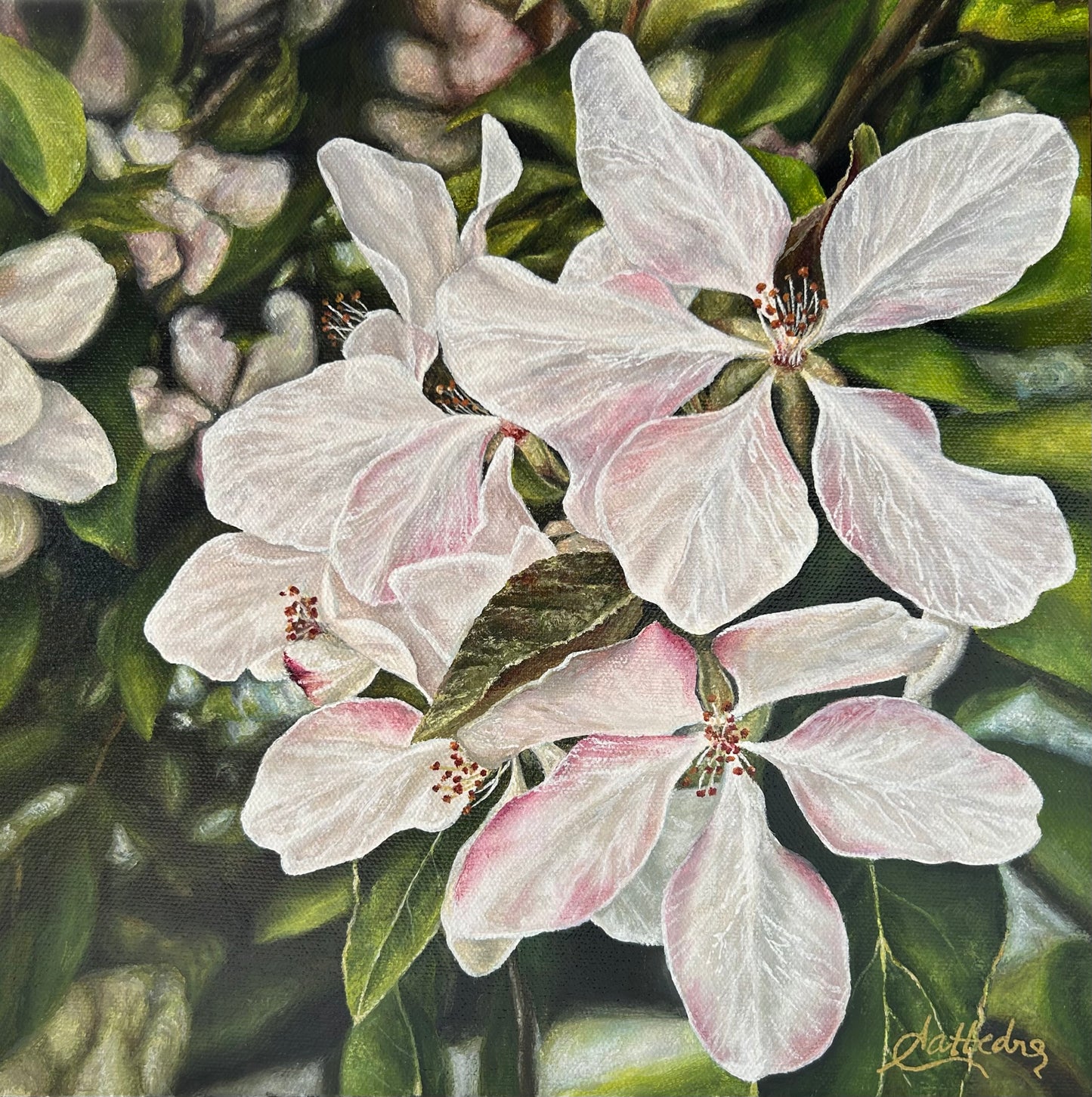 Apple Blossoms