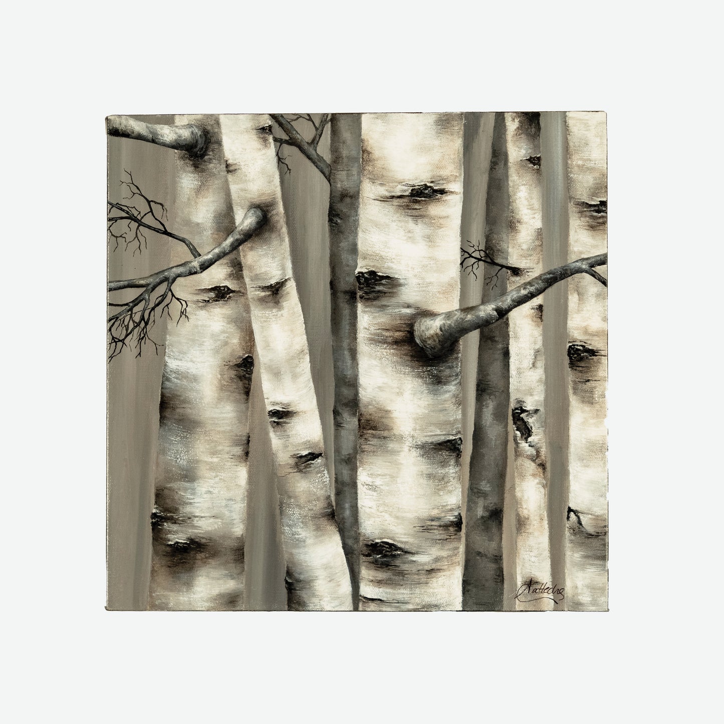 Birch