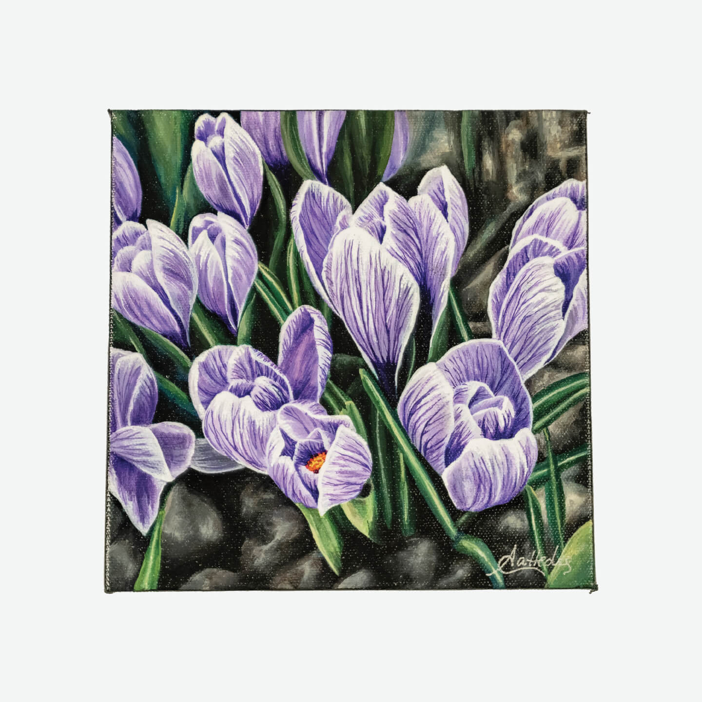 Early Signs Of Spring (Crocus)