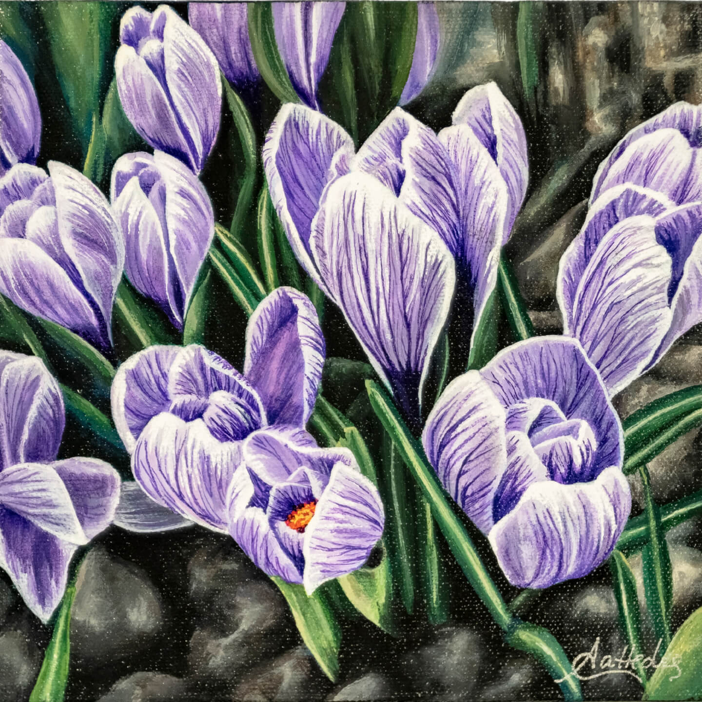 Early Signs Of Spring (Crocus)