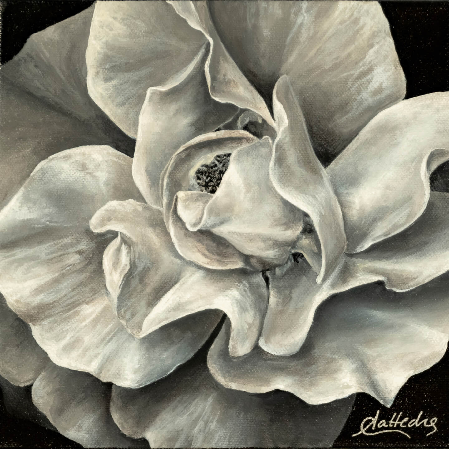 Elegance (Black & White Rose)