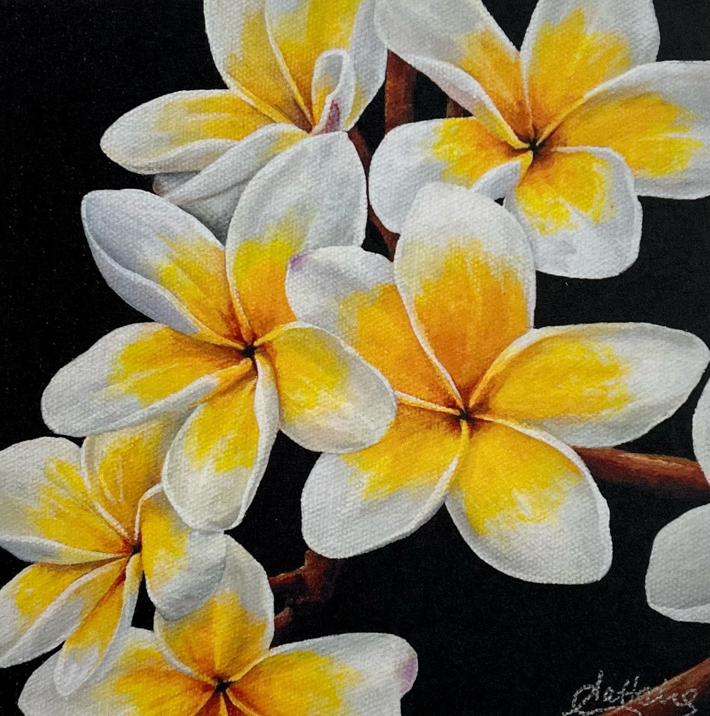 Frangipani