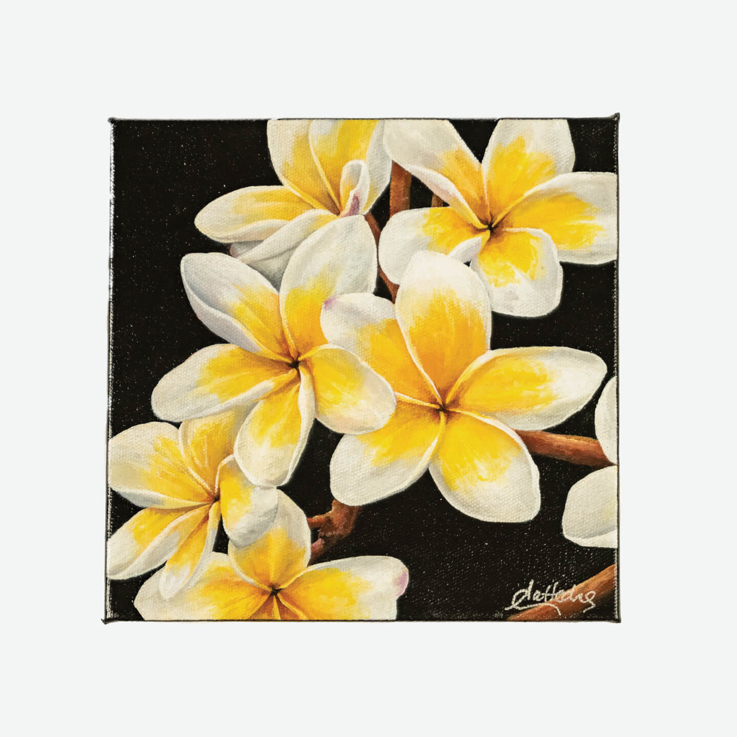 Frangipani