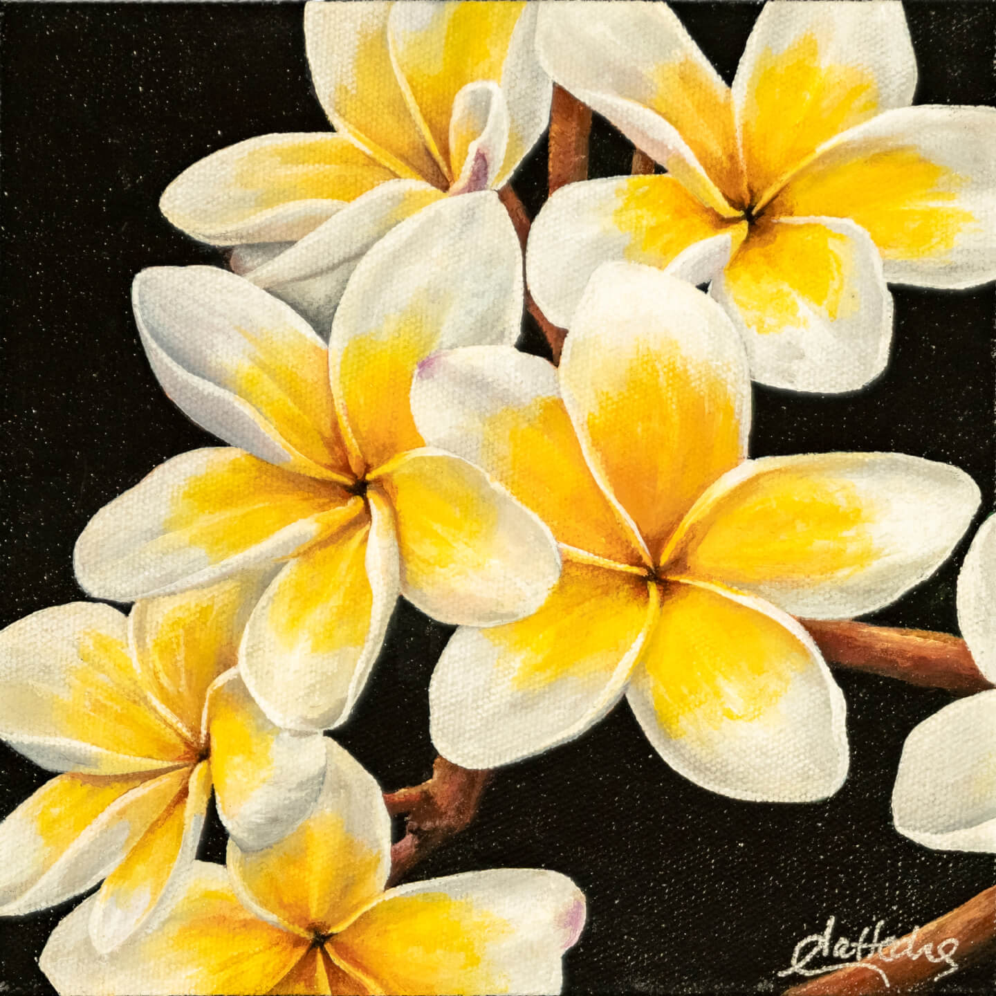 Frangipani