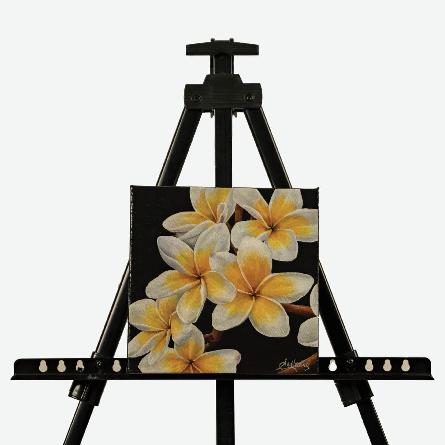 Frangipani