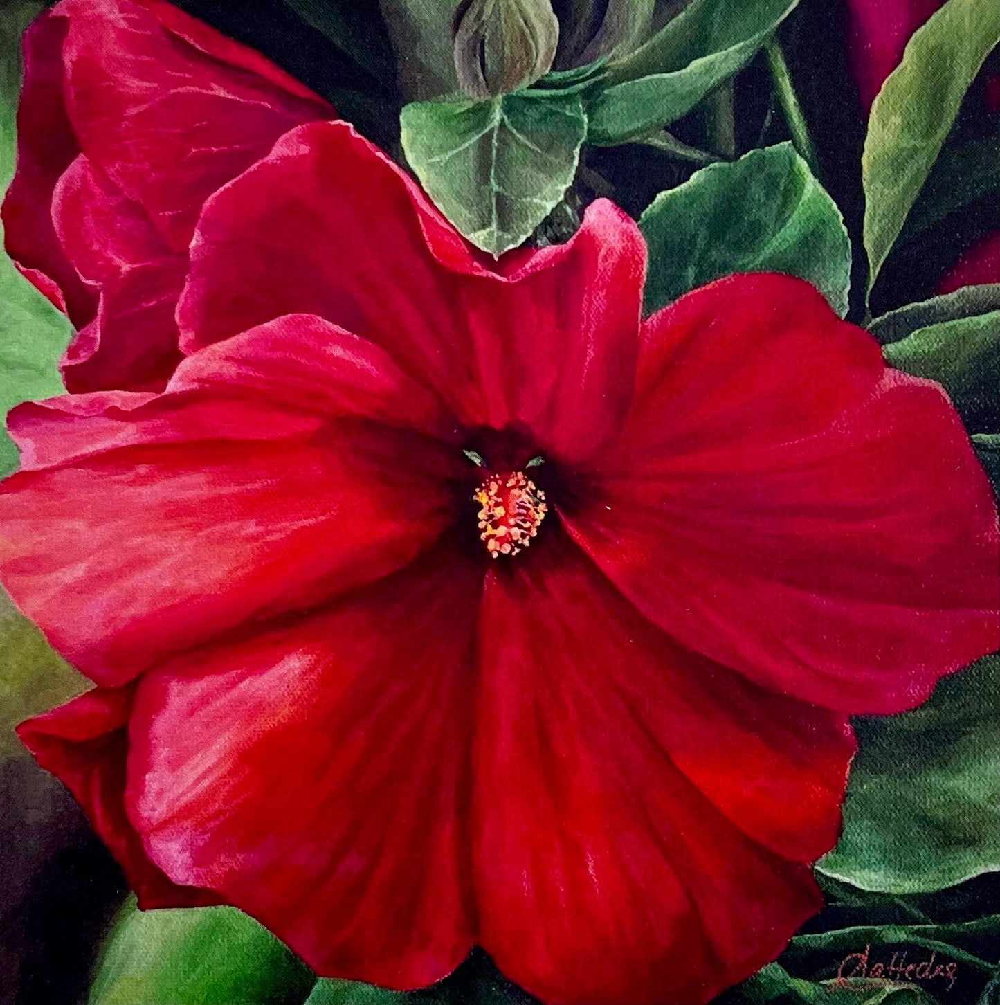 Hibiscus