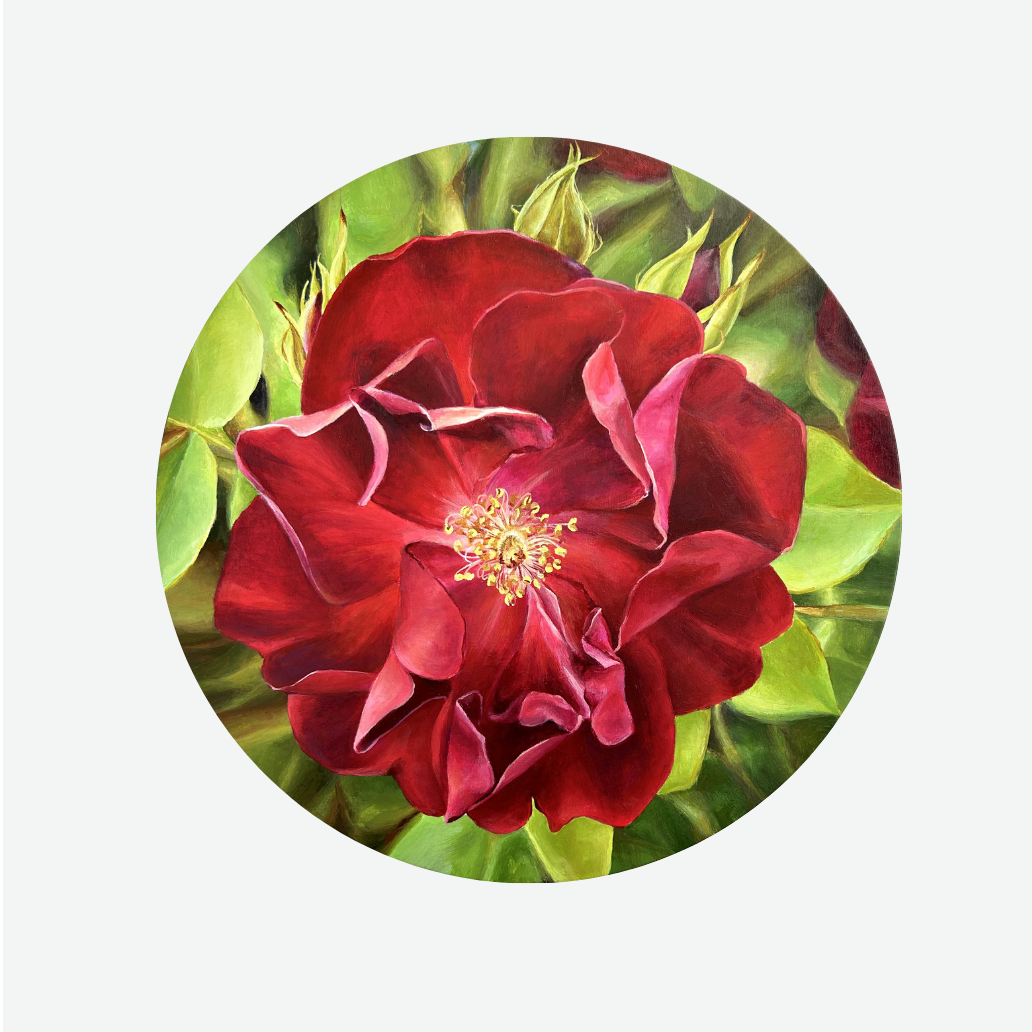 Mature Beauty (Rose)