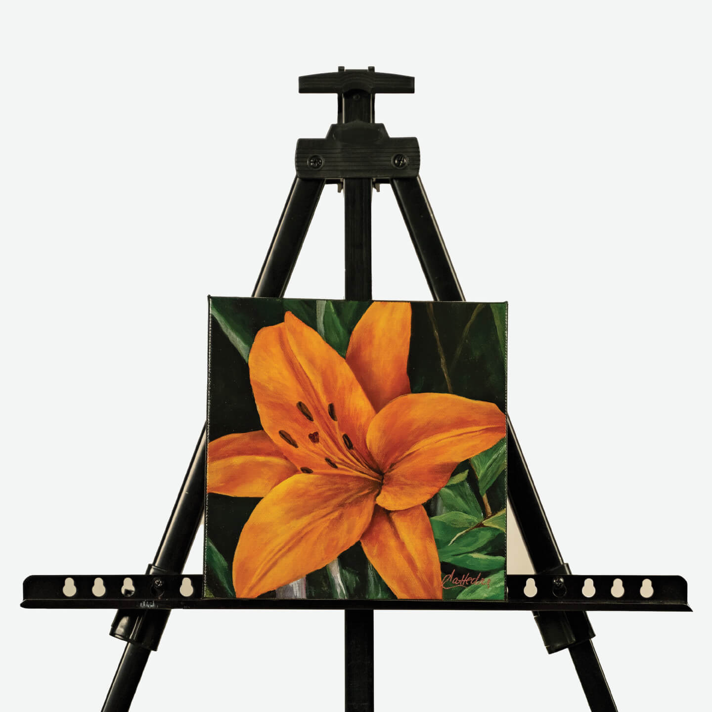 Orange Lily