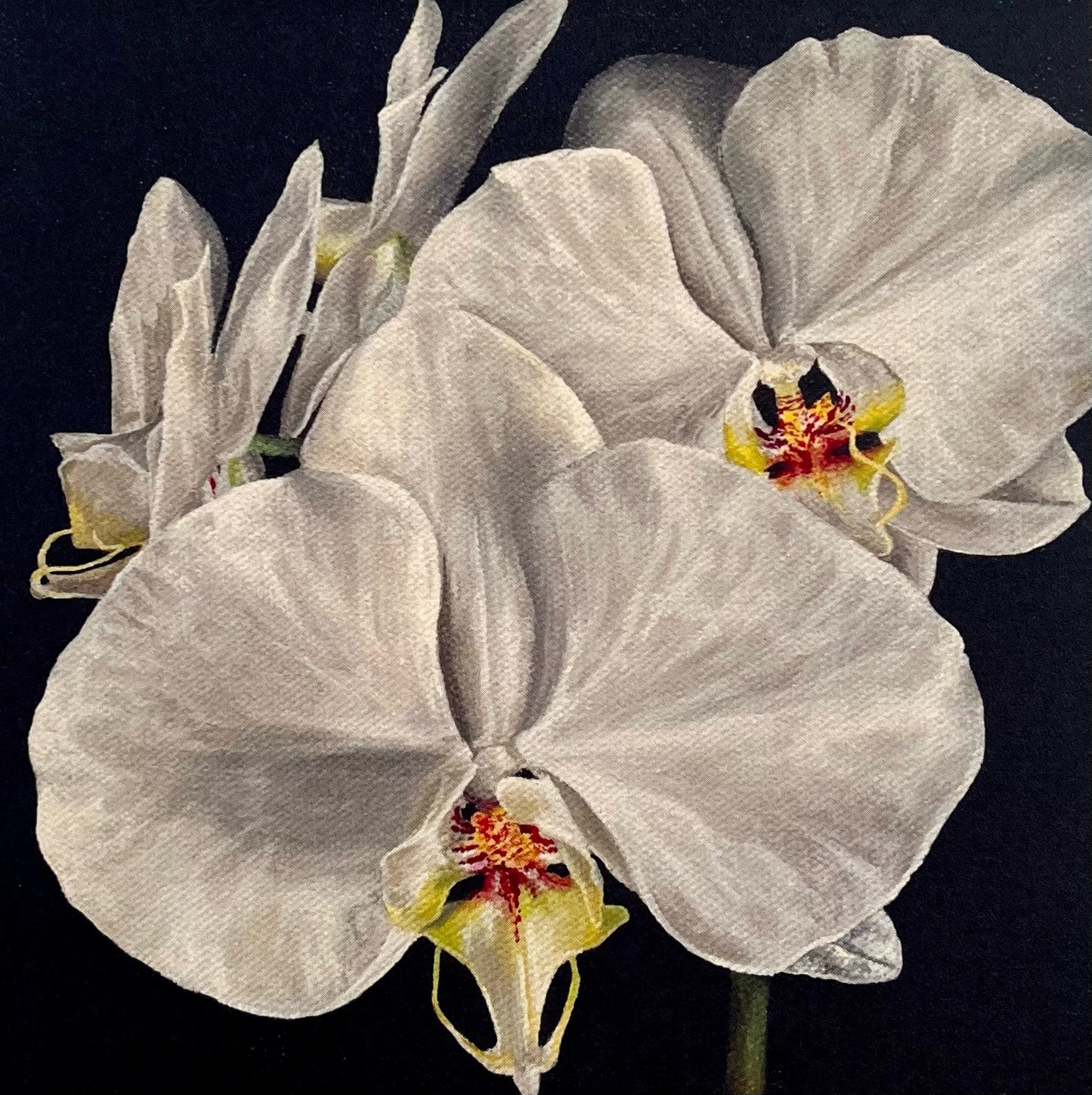 Orchid II