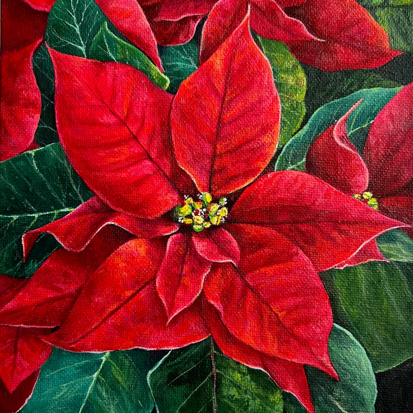 Poinsettia