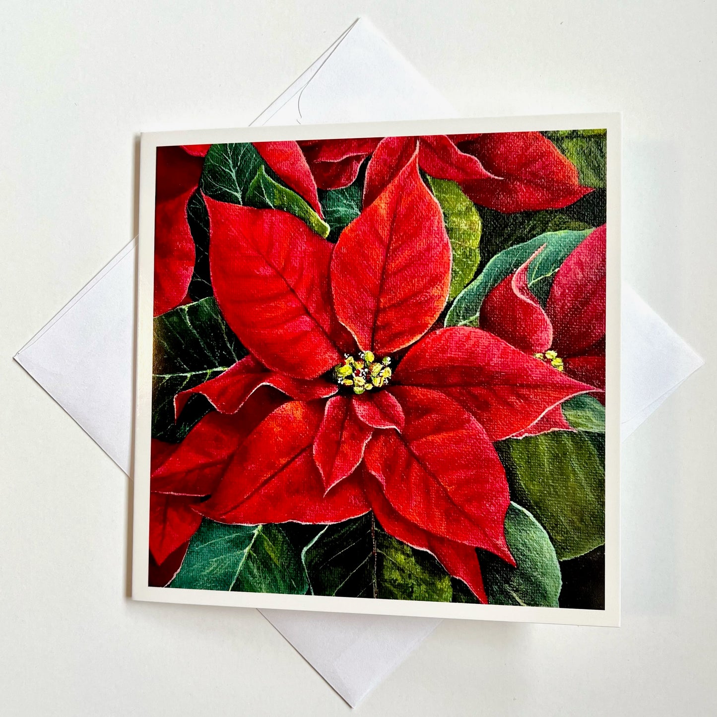 Poinsettia