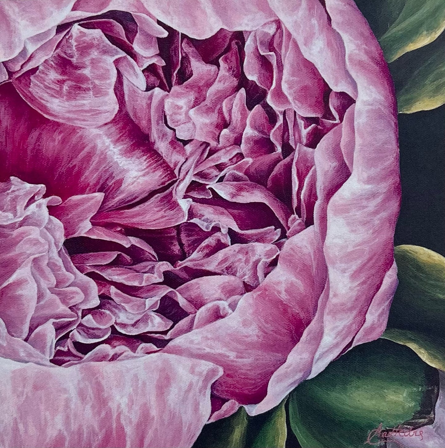 Pretty In Pink (Peony)