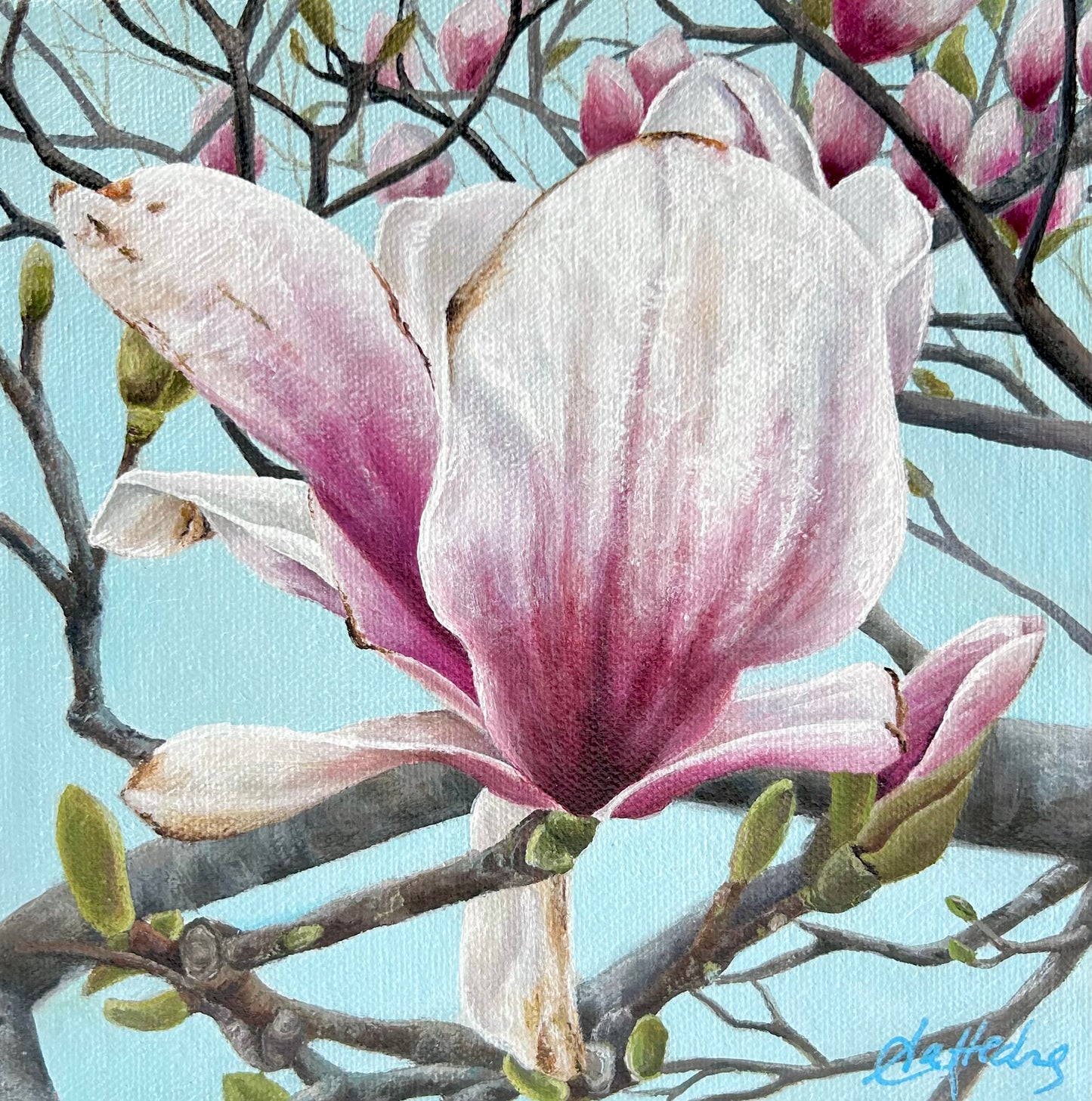 Queen of Spring (Magnolia)