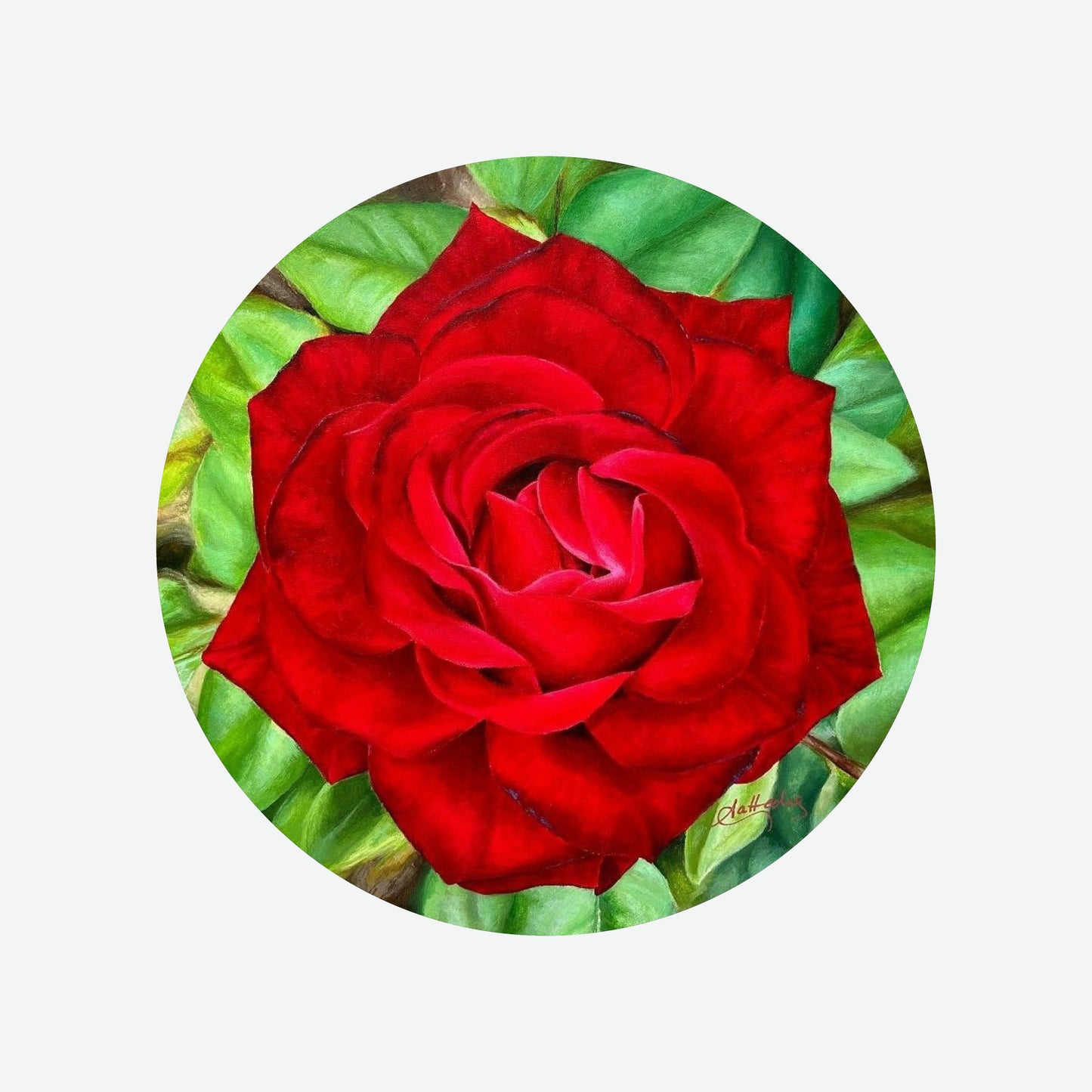 Red Rose