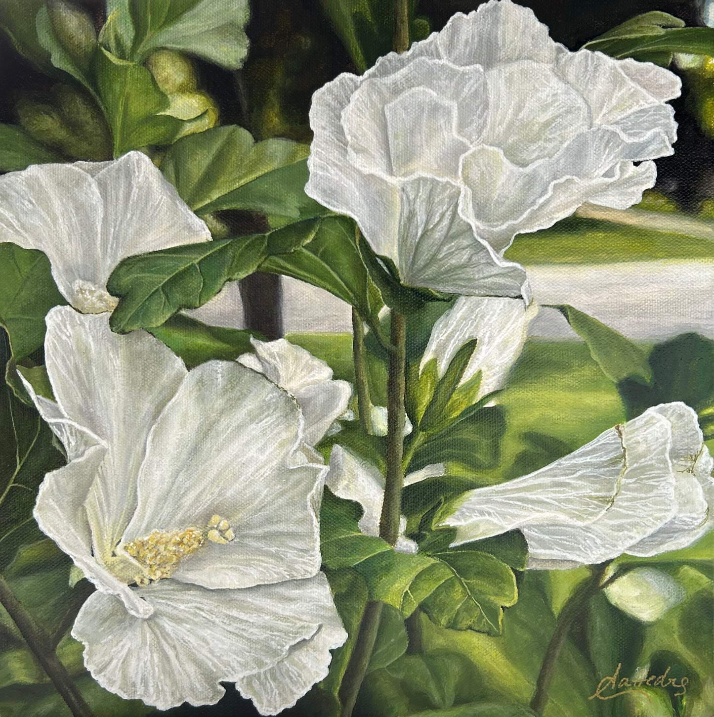 Rose of Sharon (Hibiscus)