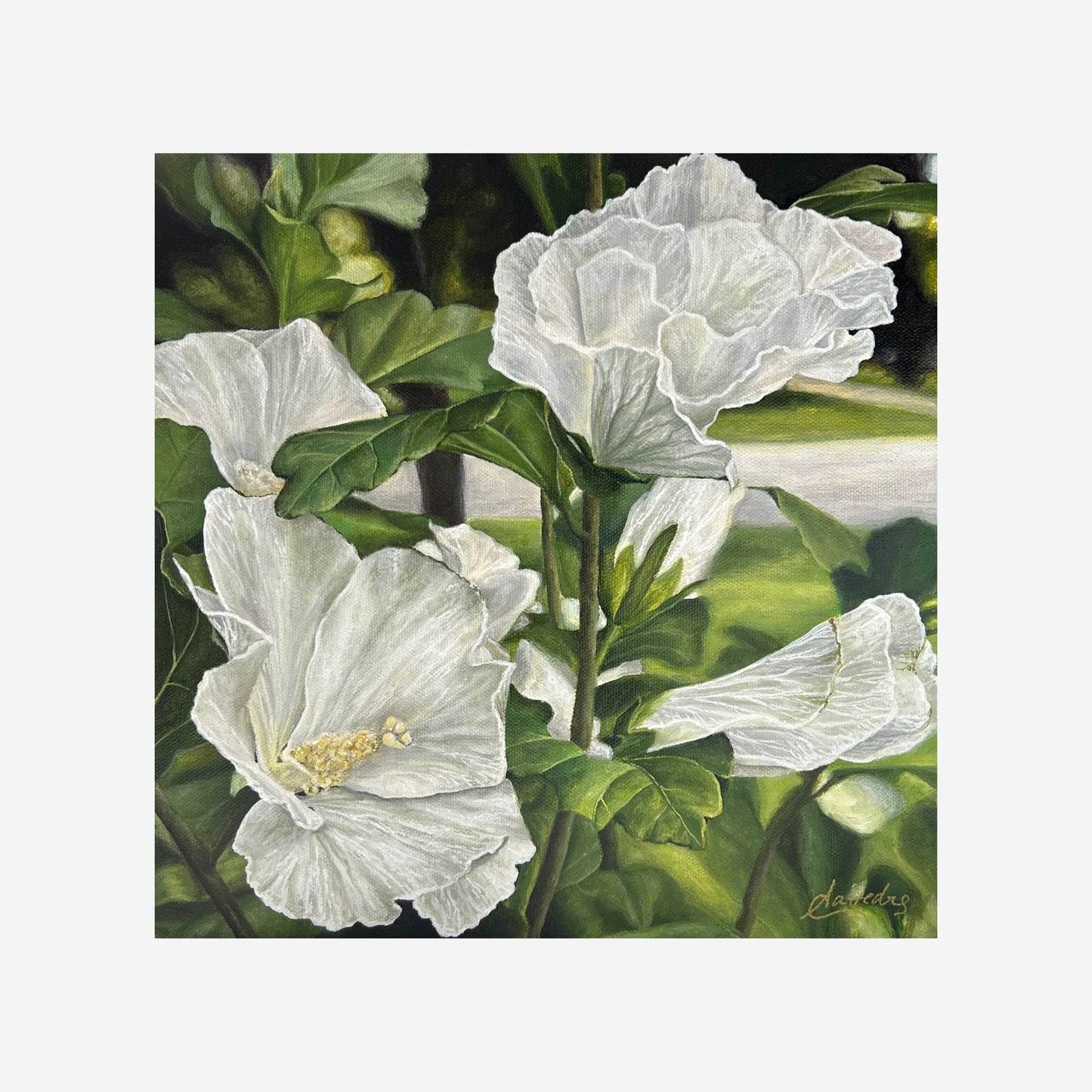 Rose of Sharon (Hibiscus)