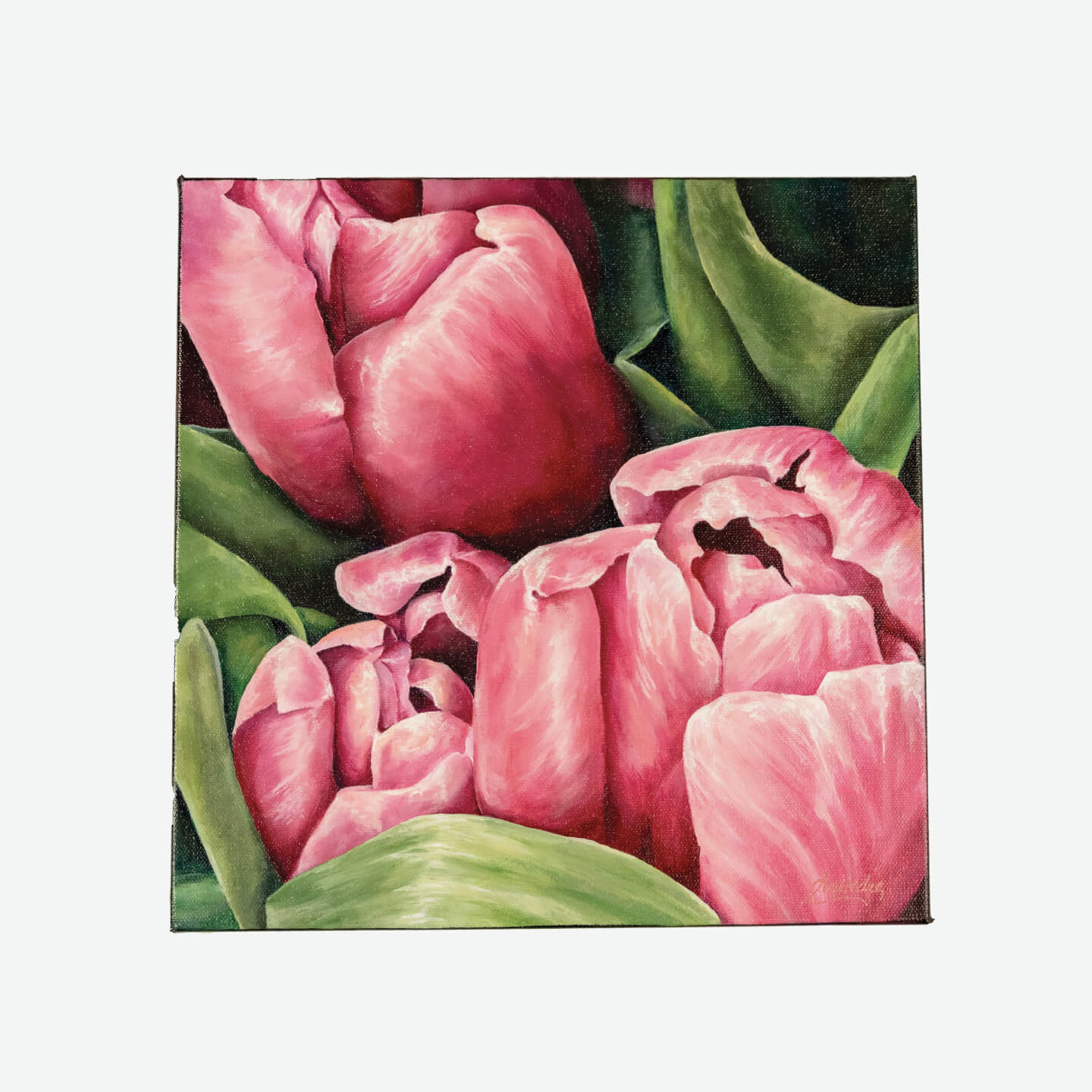 Spring Has Sprung (Pink Tulips)