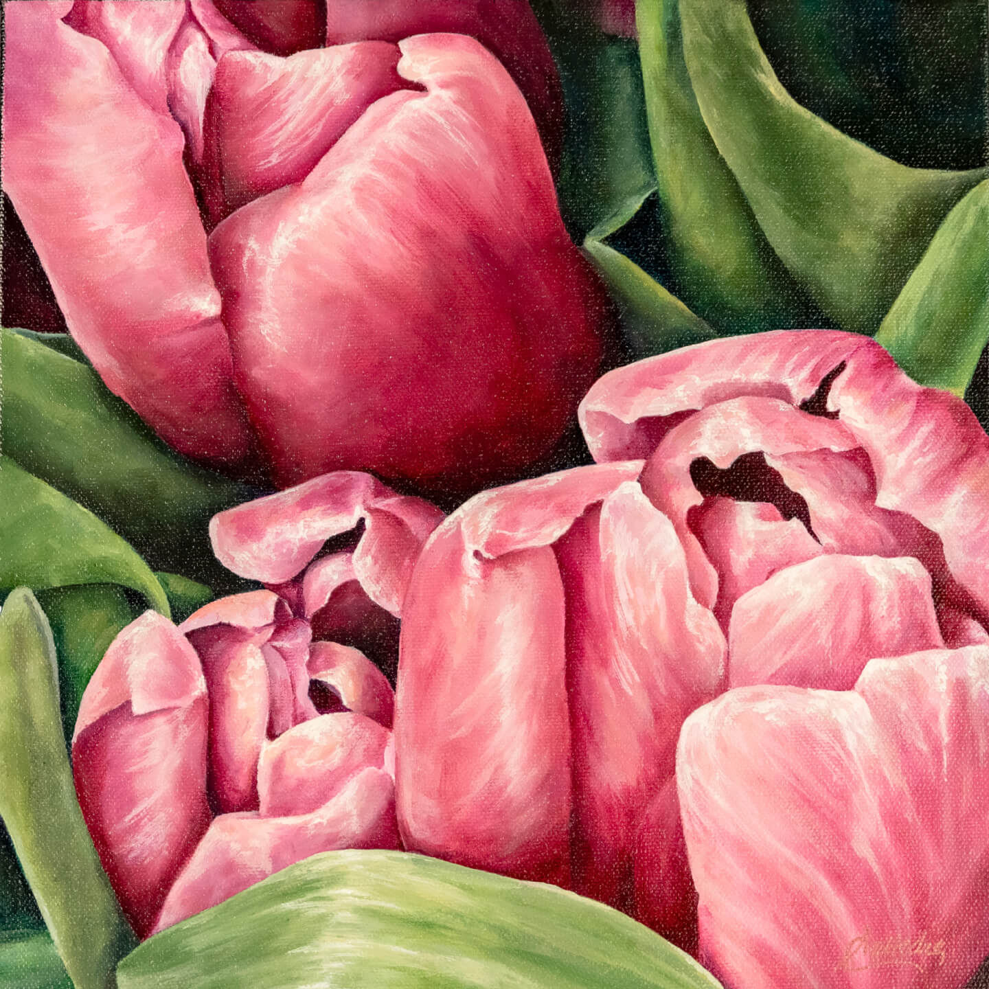 Spring Has Sprung (Pink Tulips)