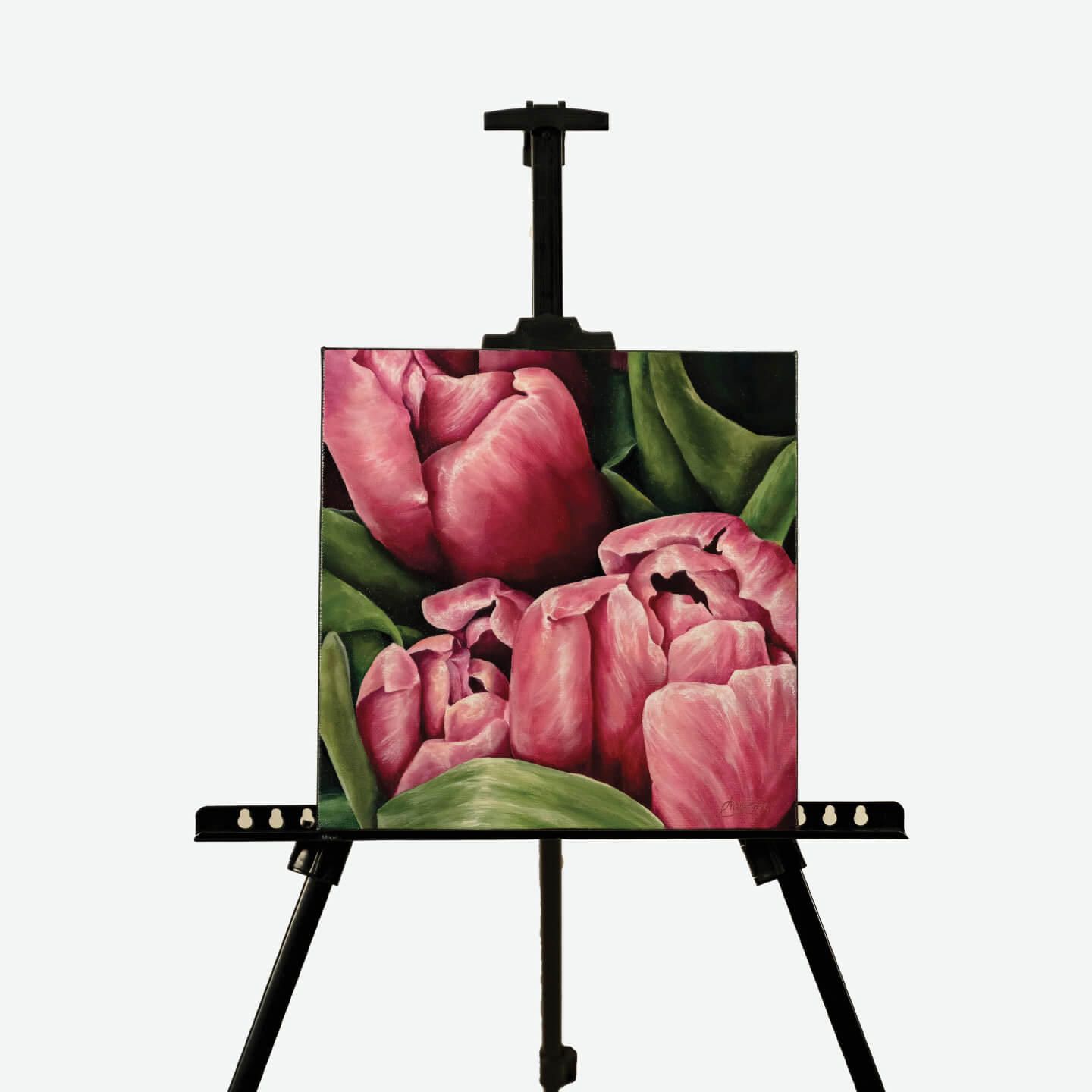 Spring Has Sprung (Pink Tulips)
