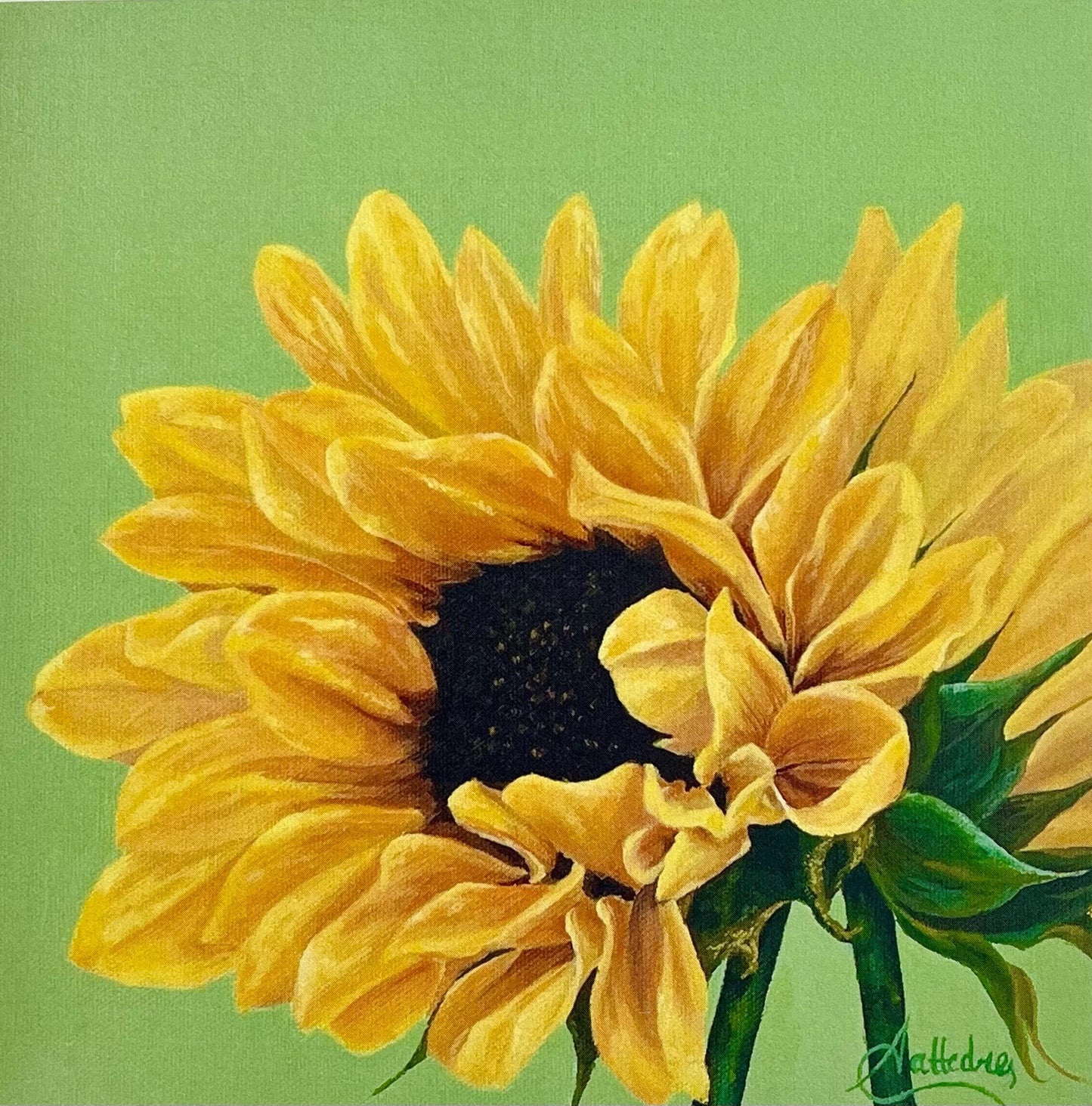 Sunflower