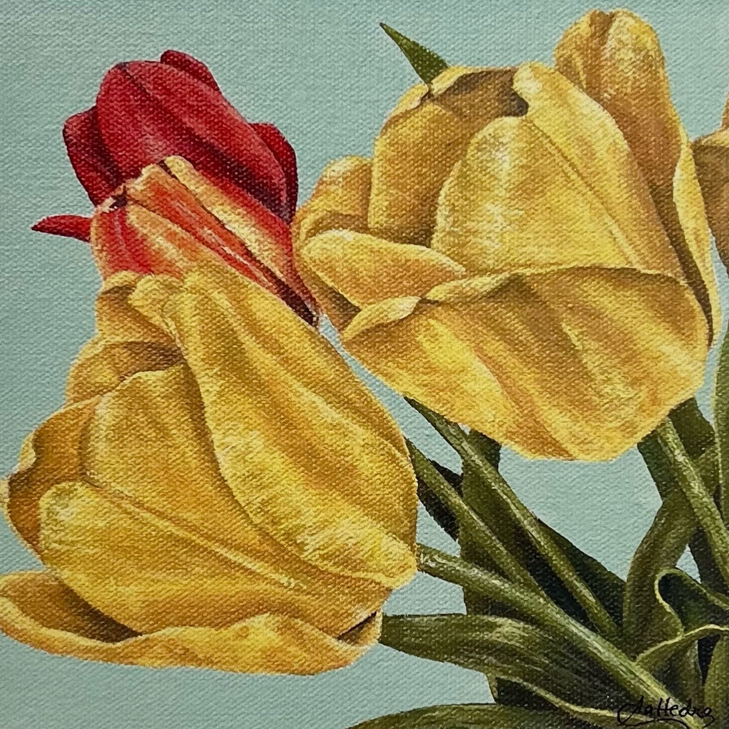 Tulips