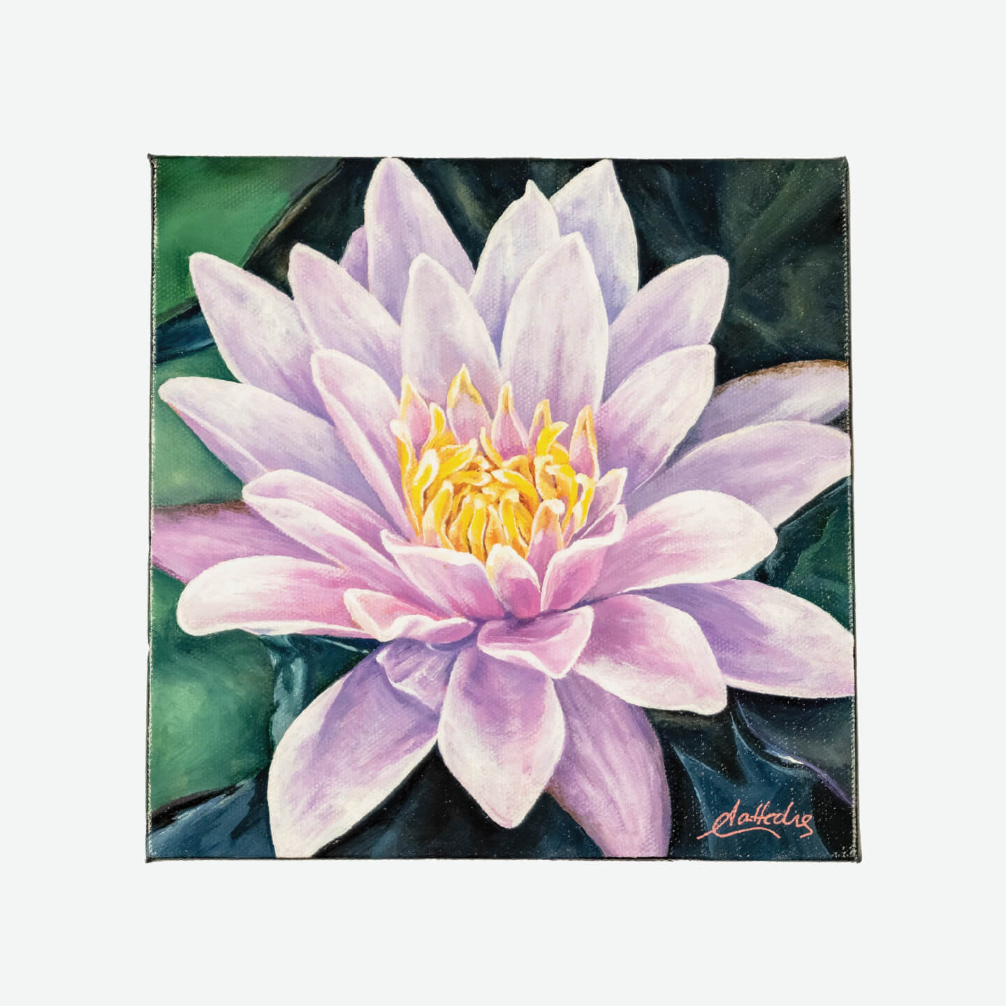 Water Lily