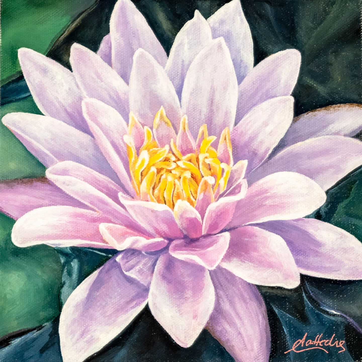 Water Lily