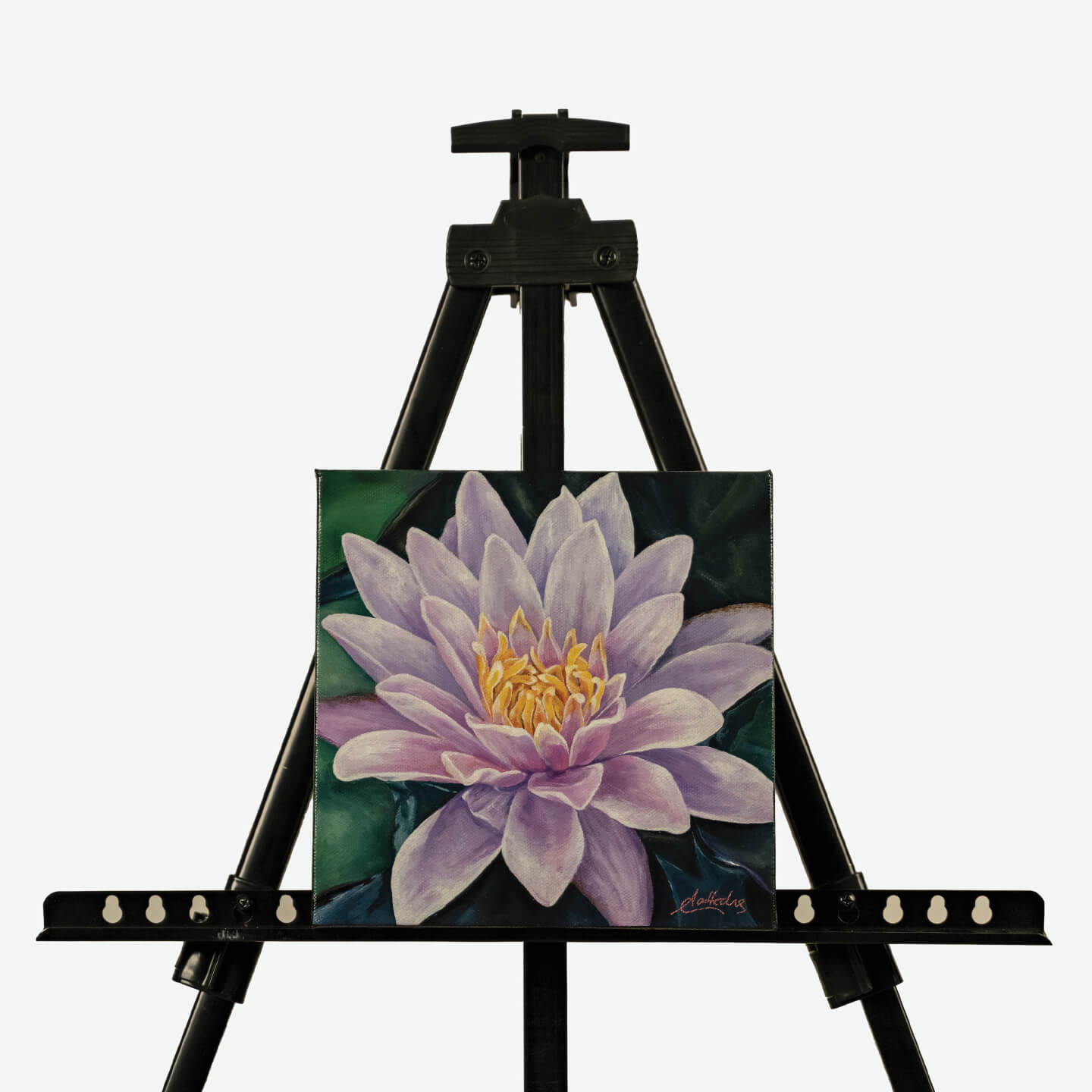 Water Lily