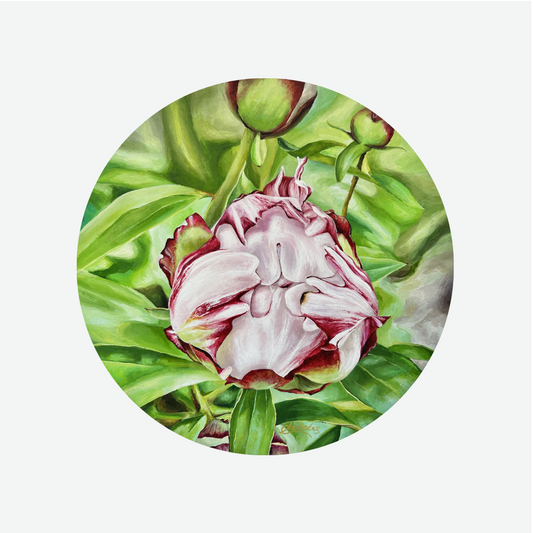 Anticipation (Peony Bud)
