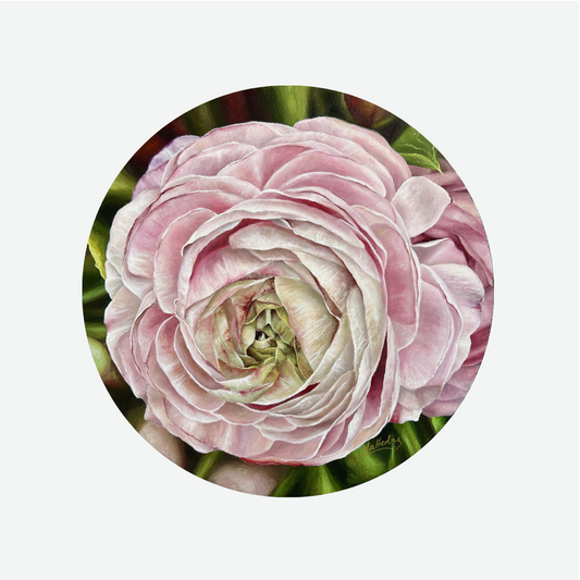 Delicate Beauty (Ranunculus)