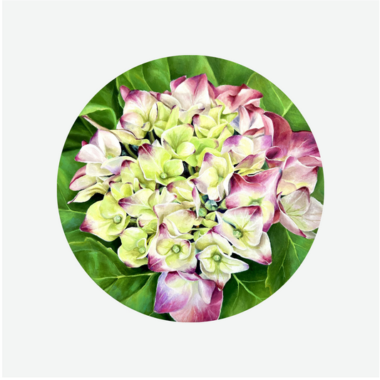 Gracefully Yours (Hydrangea)