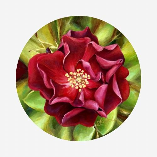 Mature Beauty II (Rose)