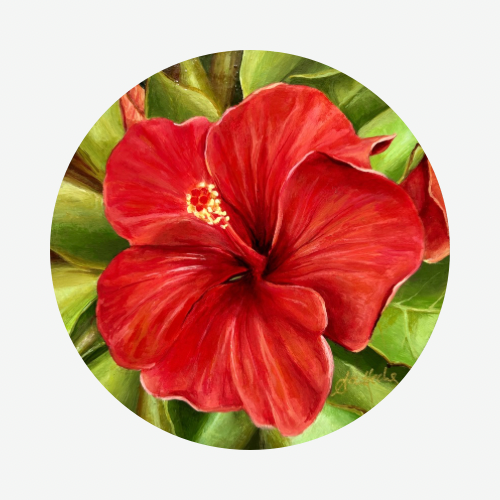 Hibiscus IV