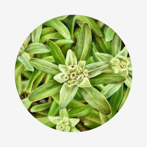 Stelle Alpine (Edelweiss)