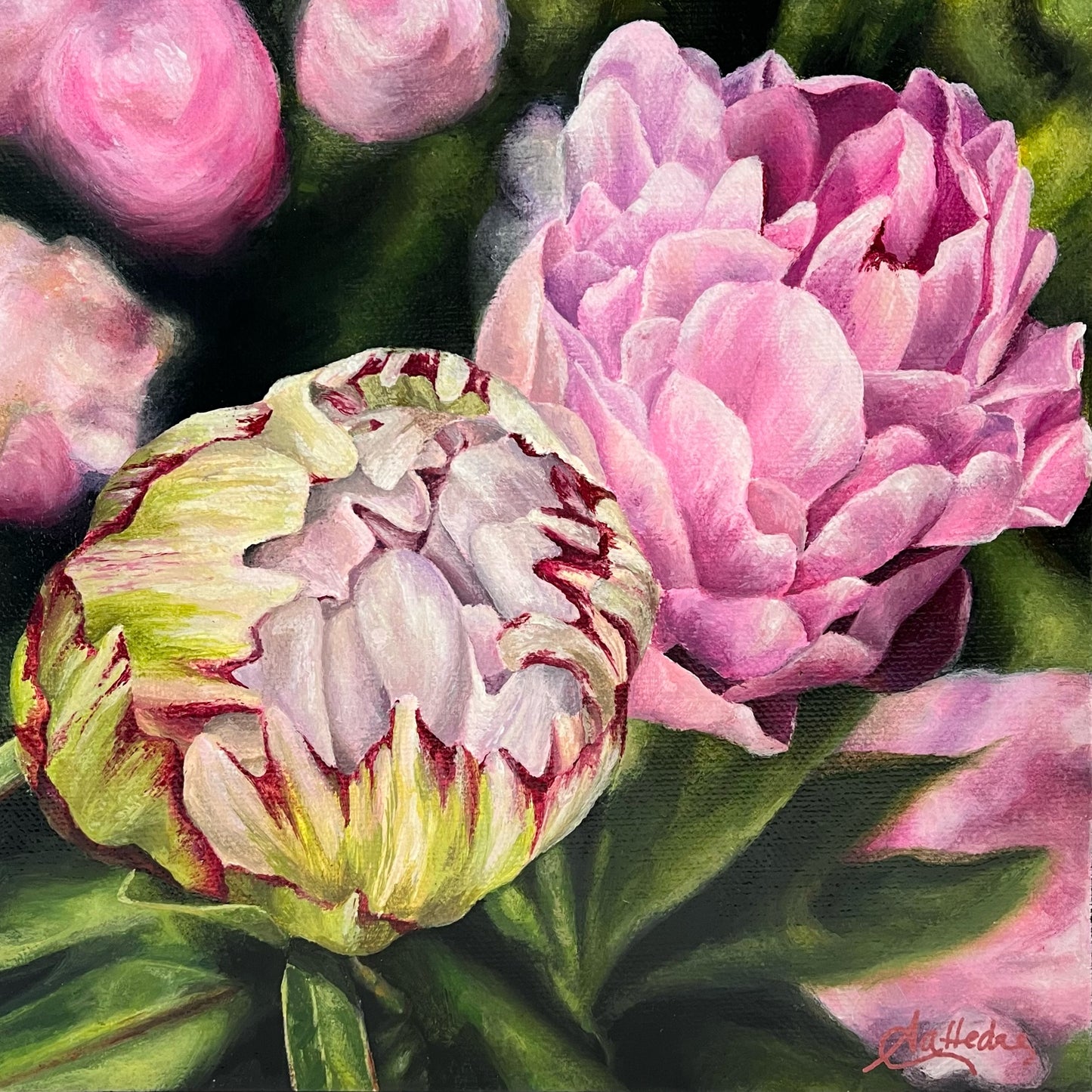 Buds In Bloom (Peony)