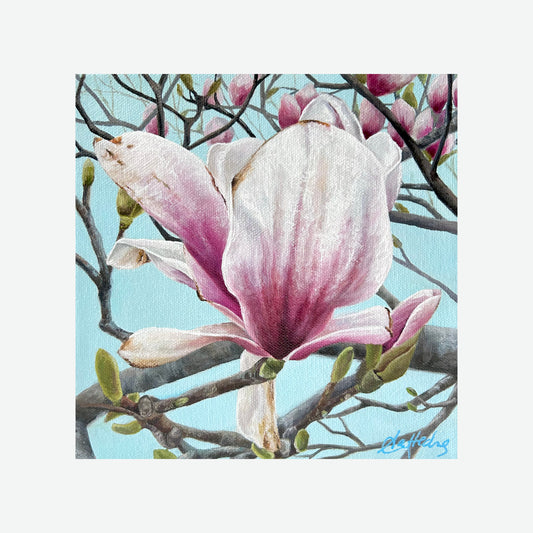 Queen of Spring (Magnolia)